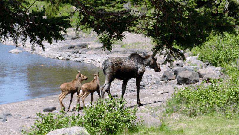 Know wildlife distance rules