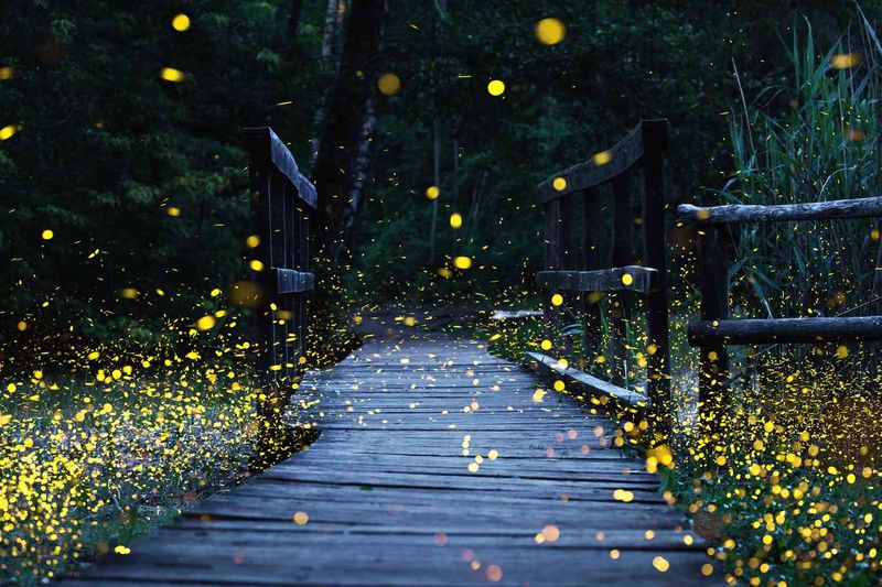 Fireflies Meant the Start of Summer