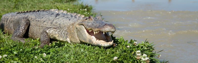 Sourced from Local Wetlands
