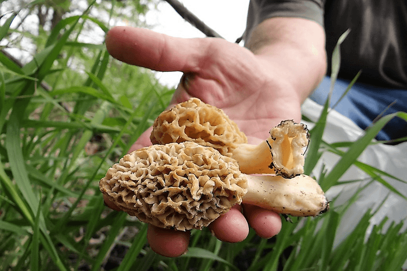 Morel Mushrooms
