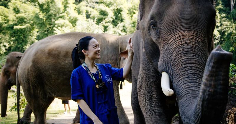 Volunteer with Elephants in Thailand