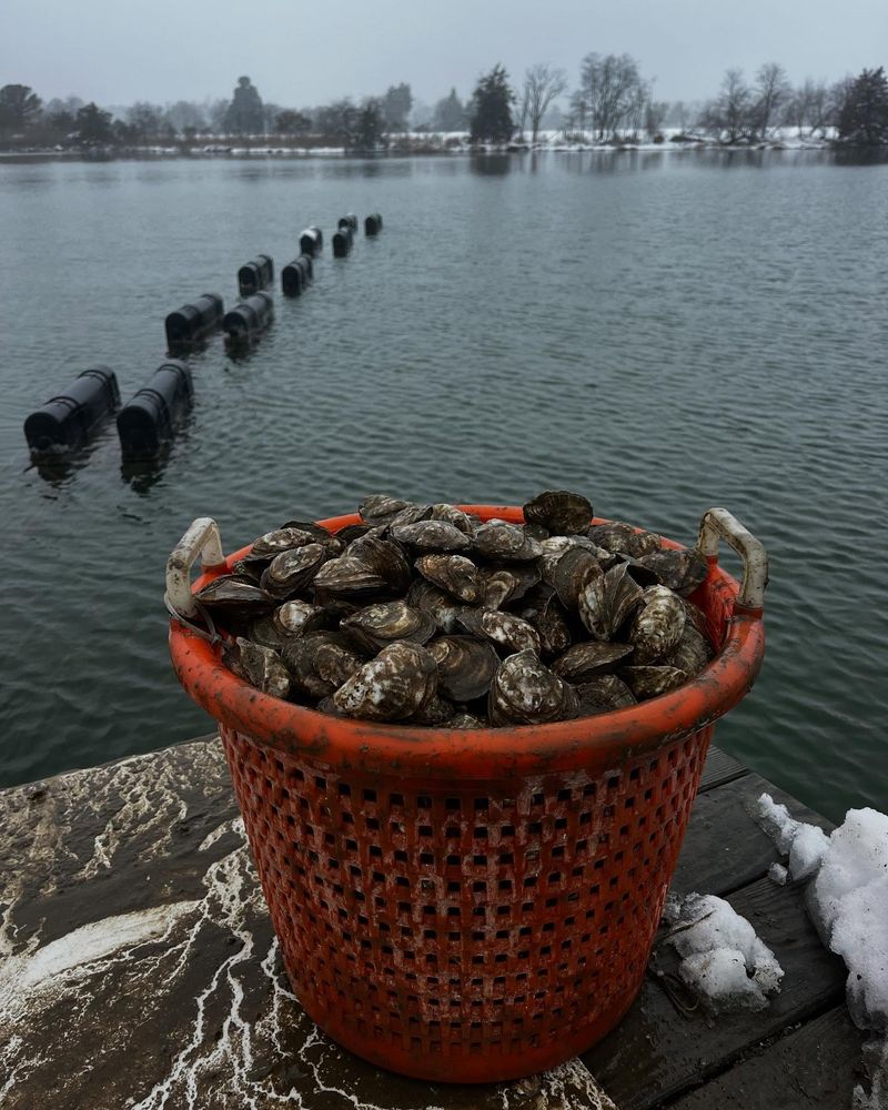 Harris Creek (Eastern Shore, Maryland)