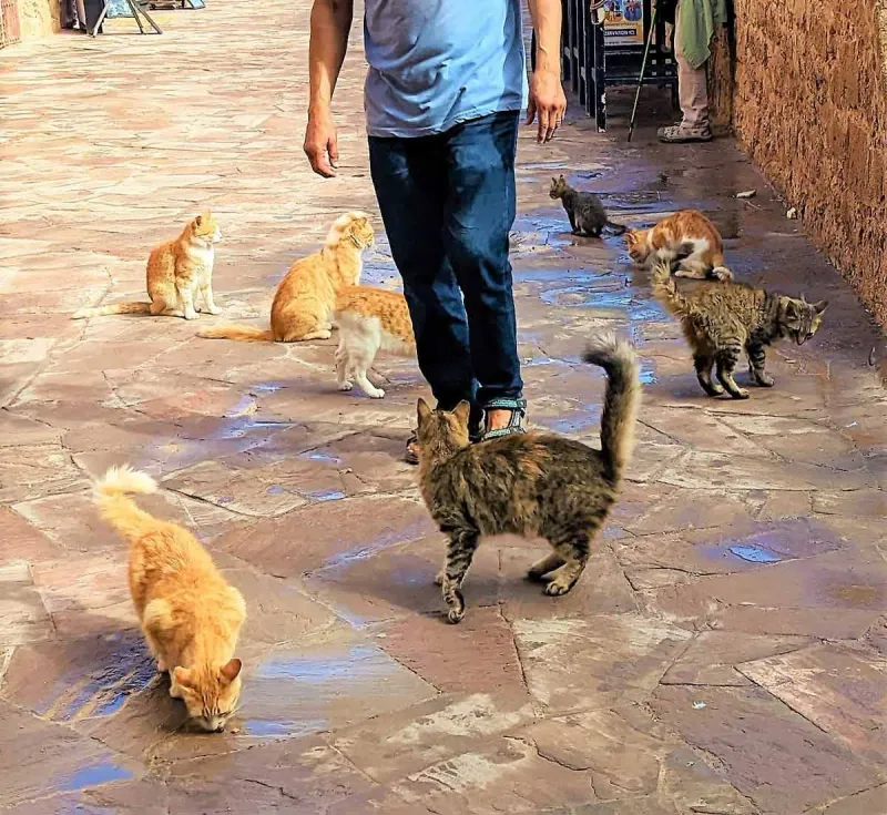 The Cats Everywhere Are (Mostly) Strays