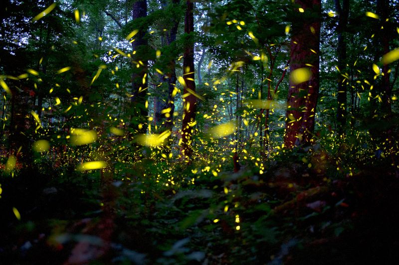 Nature's Light Orchestra – The Science Behind Synchronization