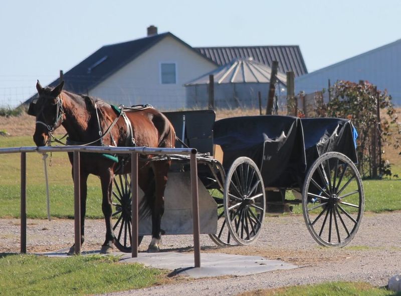 Daviess County Amish Produce Auction