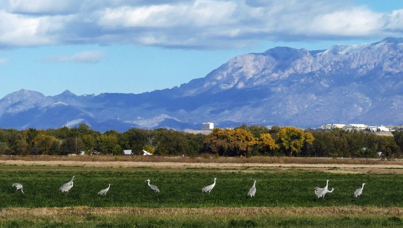 Valle de Oro National Wildlife Refuge