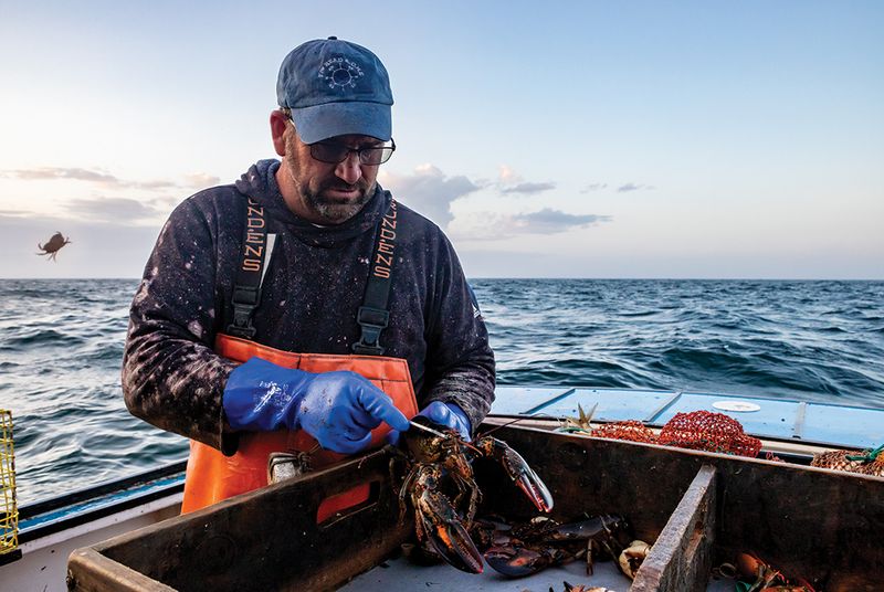 From Trap to Table: The Journey of Stonington Lobster