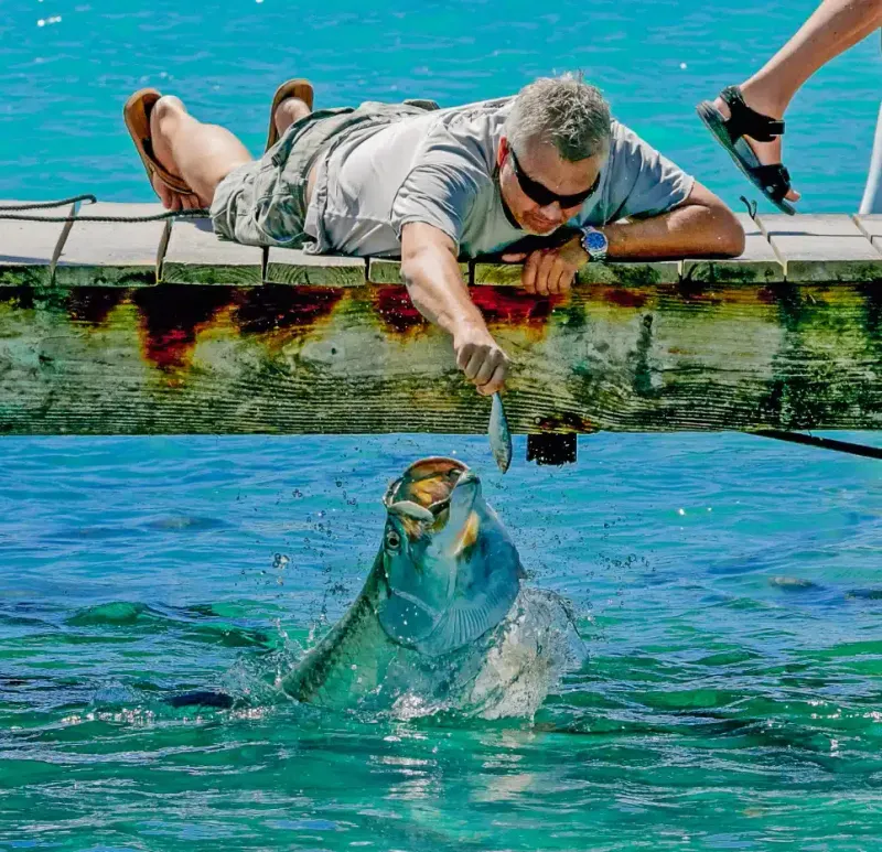 Robbie's Marina: Feed Wild Tarpon (Without the Tourist Traps)