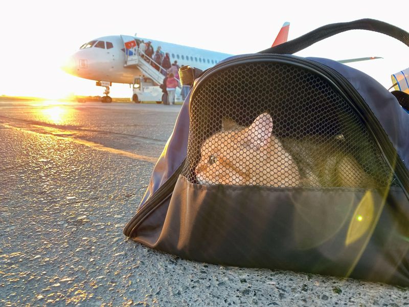 Flying Felines Require Extra Prep