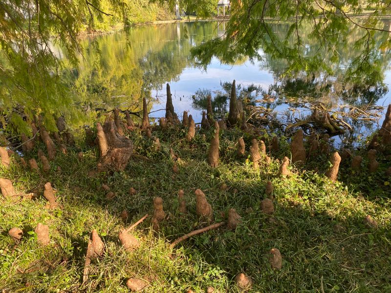 What Are Cypress Knees?