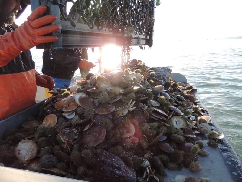 Beyond Lobster: Stonington's Diverse Marine Harvest