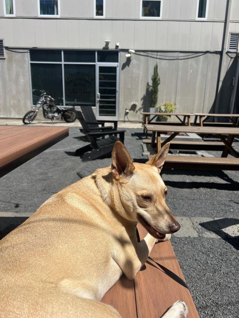 Migration Brewing – Open (dog-friendly patio)