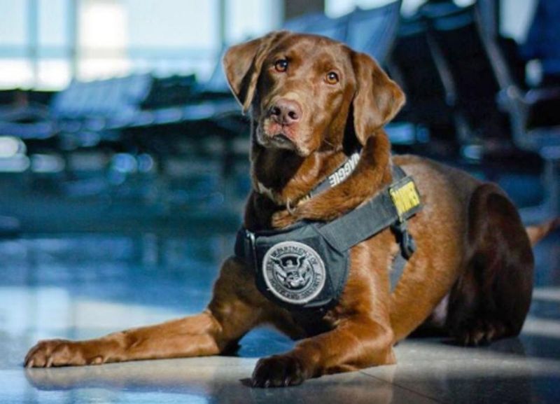 They're Trained for Calm Detection, Not Aggression