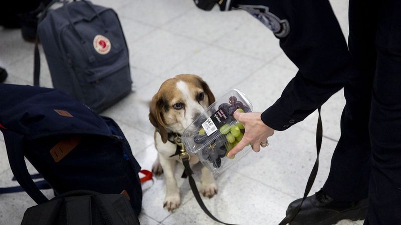 Food Smugglers Meet Their Match