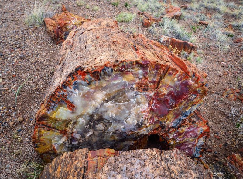 Rainbow Wood: Nature's Gemstone Masterpiece