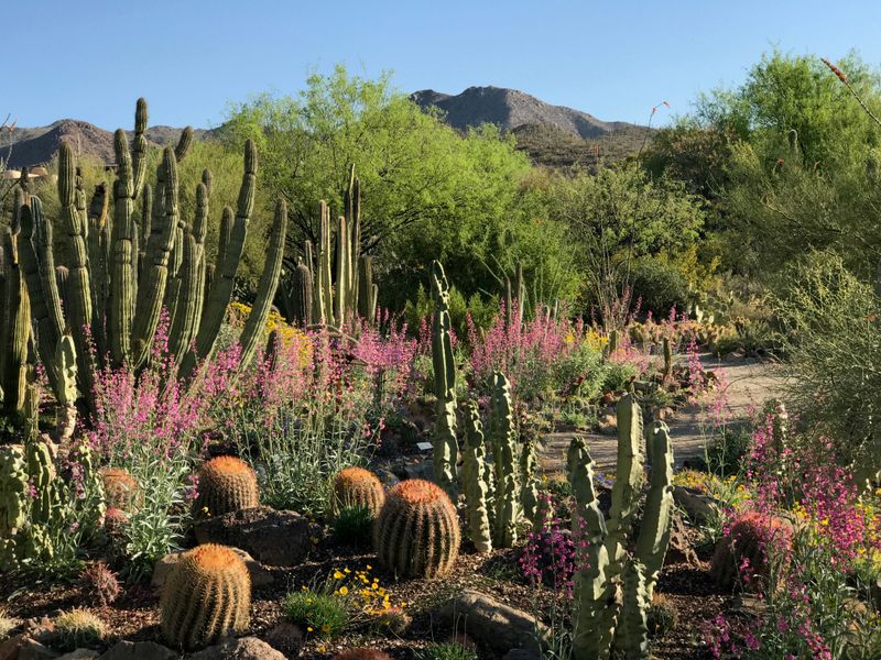 Arizona-Sonora Desert Museum