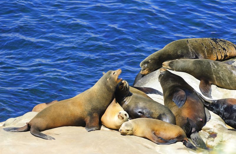 La Jolla Sea Lions Lookout (Point La Jolla & La Jolla Cove)