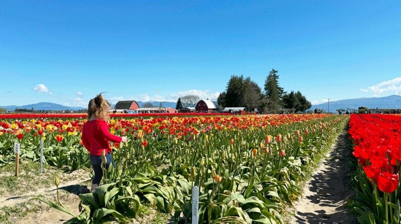 Tulip Town's Family-Friendly Adventures