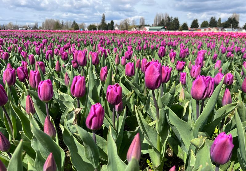 Economic Bloom Beyond the Fields