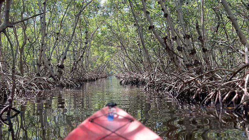 Lido Key Mangrove Tunnels – Sarasota