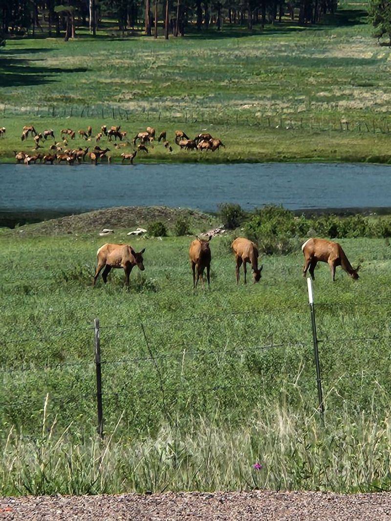 Wildlife Watching Reaches Epic Proportions