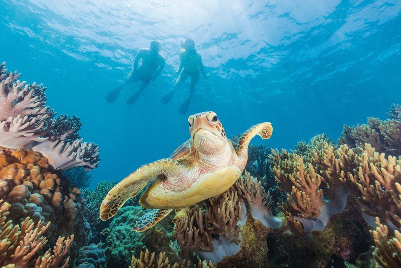 The Great Barrier Reef (QLD)