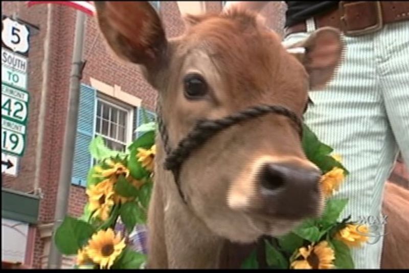 Flower-Crowned Bovine Beauties