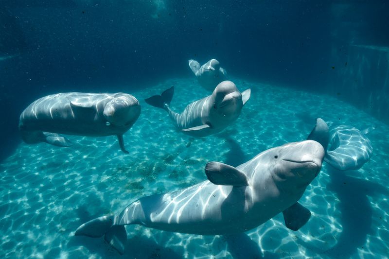 See the belugas at Mystic Aquarium
