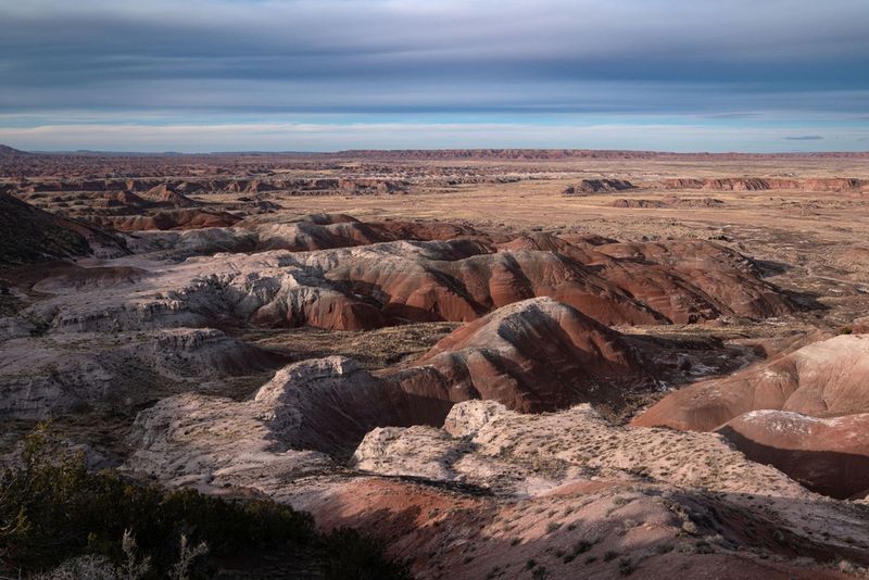 Beyond Wood: A Complete Desert Museum