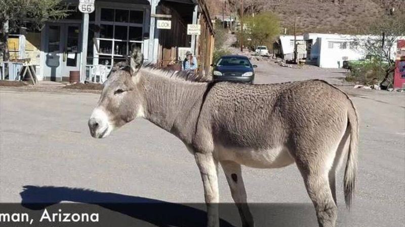 Morning Burro Commute on Main Street