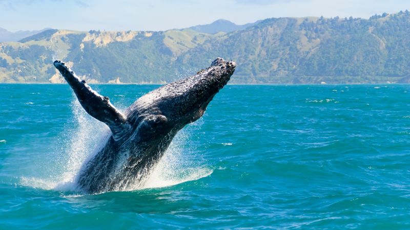 Spot Humpback Whales from Scenic Coastal Viewpoints
