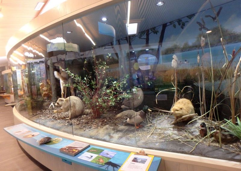 Discover Wildlife Wonders at the Nature Center