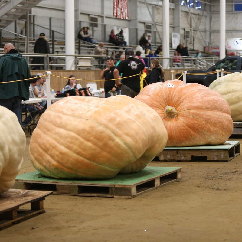 Giant Pumpkins and Modern Attractions