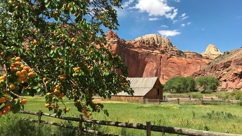 Capitol Reef National Park - Fruita Orchards, Utah