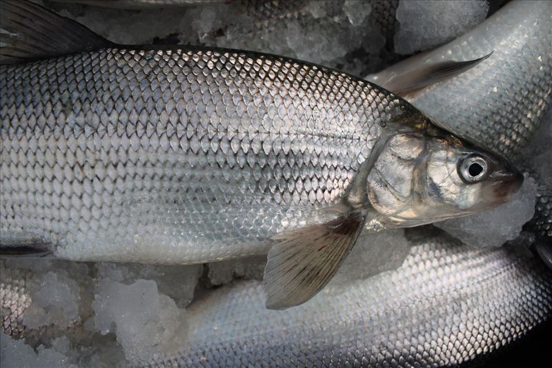 Great Lakes Whitefish: Fresh-Caught Delicacy