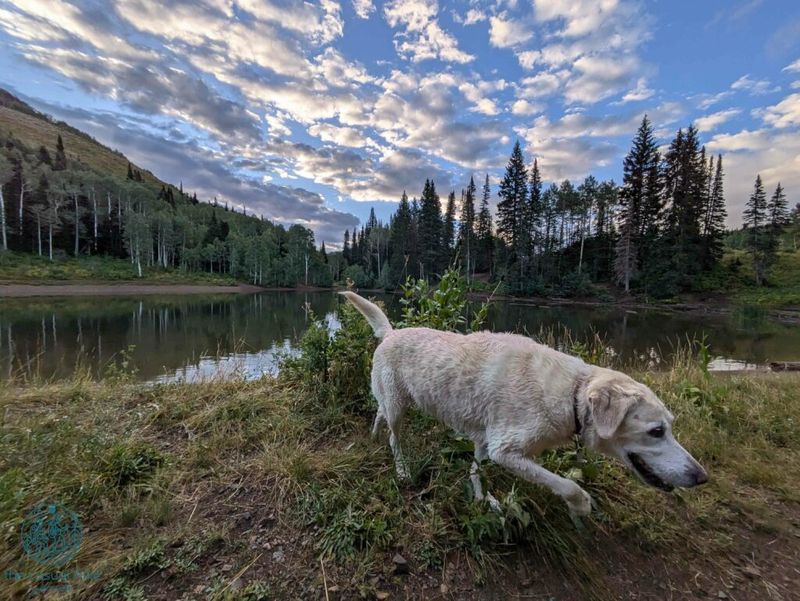 Dog Lake (Millcreek Canyon) — the dog-friendly option