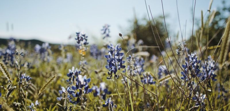 Preservation Through Community Stewardship