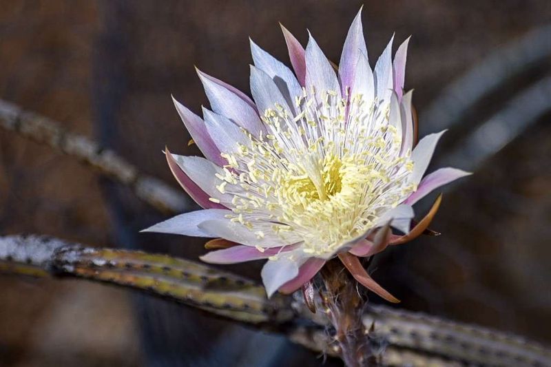Tohono Chul Park