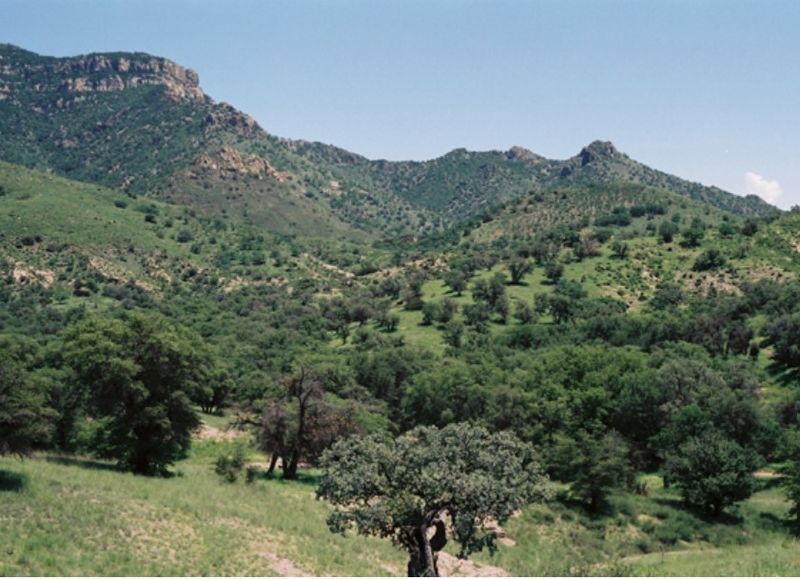 Tranquil Escapes & Wildlife Encounters