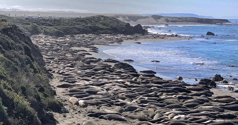 Elephant Seal Vista Point at Piedras Blancas