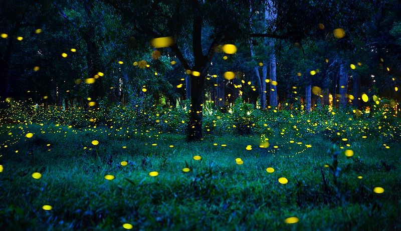 Respecting the Glow – Visitor Etiquette and Preparation