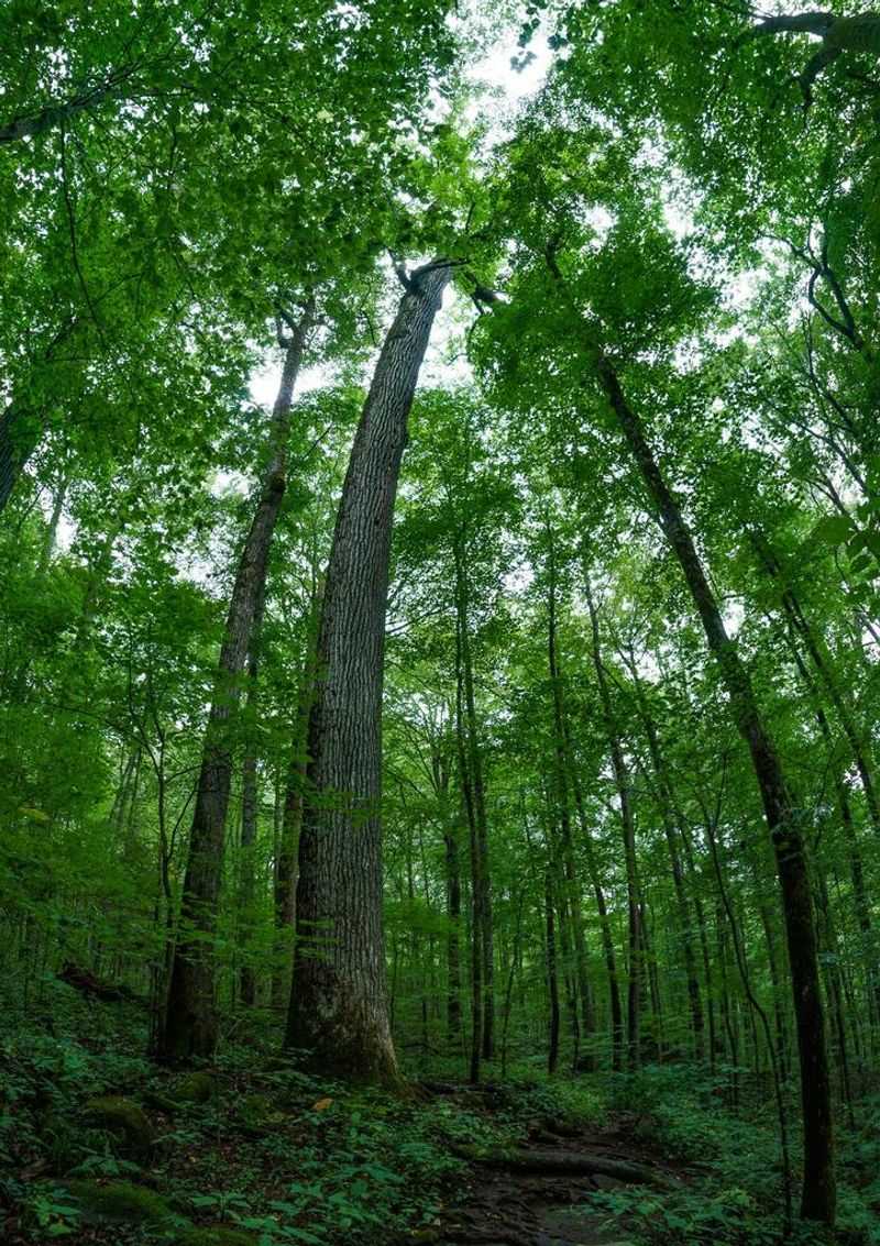 Joyce Kilmer Memorial Forest, Robbinsville