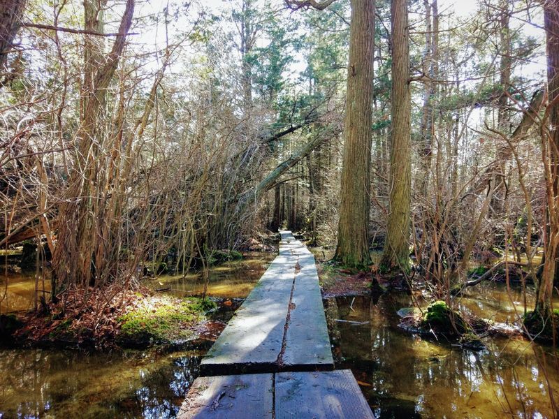 Ponkapoag Bog Boardwalk, Blue Hills Reservation (Canton/Randolph)