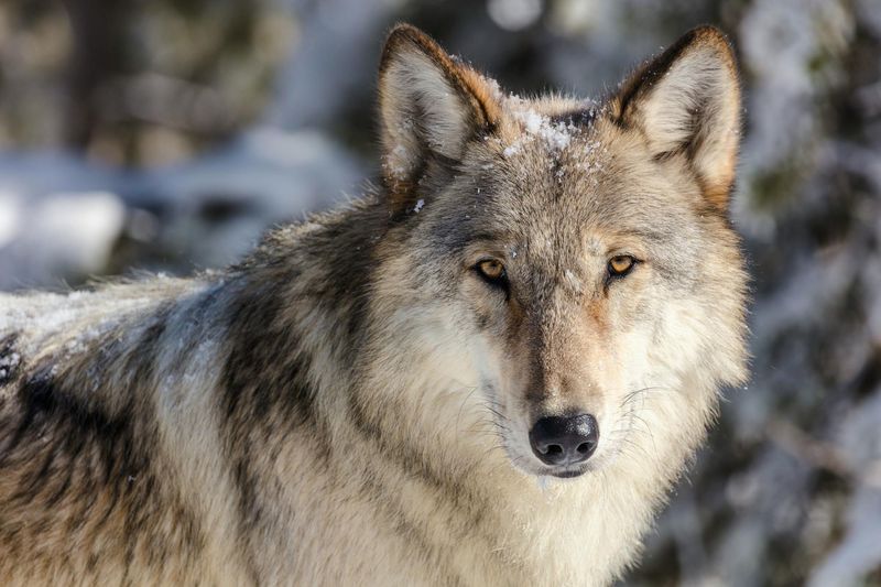 Apex Predators Return After Seven Decades