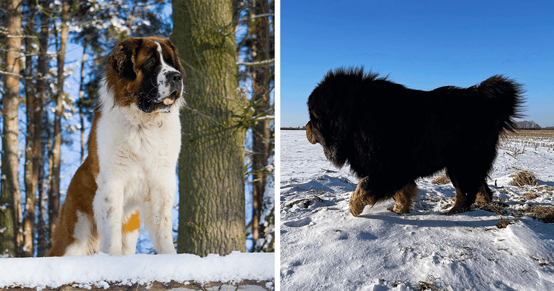 Know Your Breed's Cold Tolerance