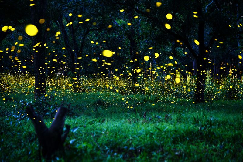 Synchronous Firefly Viewings