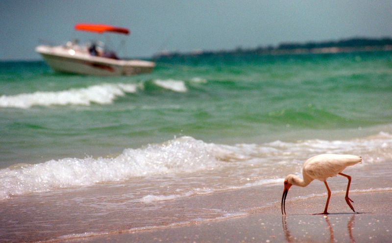 Caladesi Island State Park (Dunedin/Clearwater—boat access only)