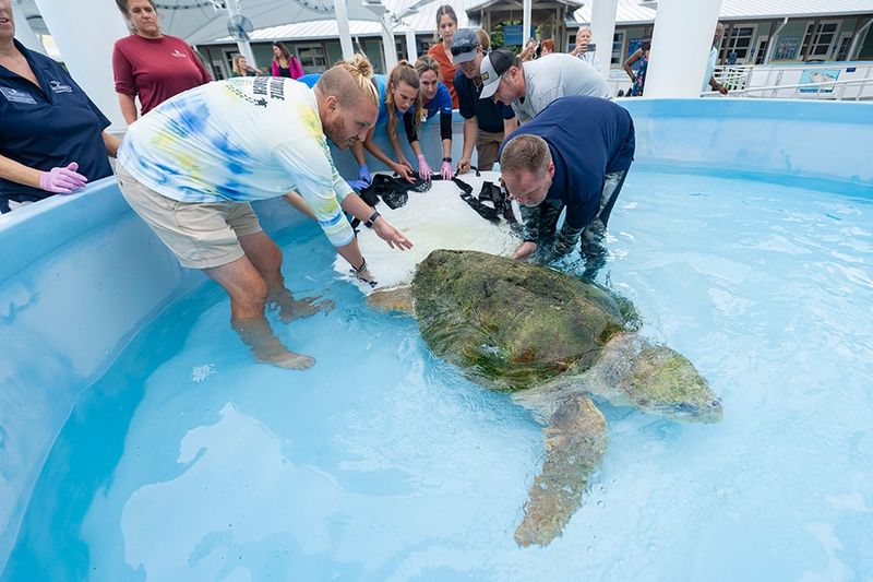 Loggerhead Marinelife Center (free, award-winning sea turtle hub)