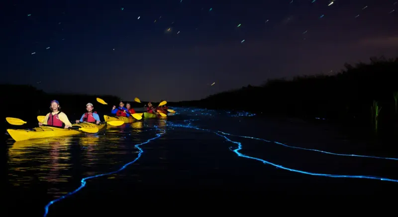 Bioluminescence Kayaking (FL & CA)