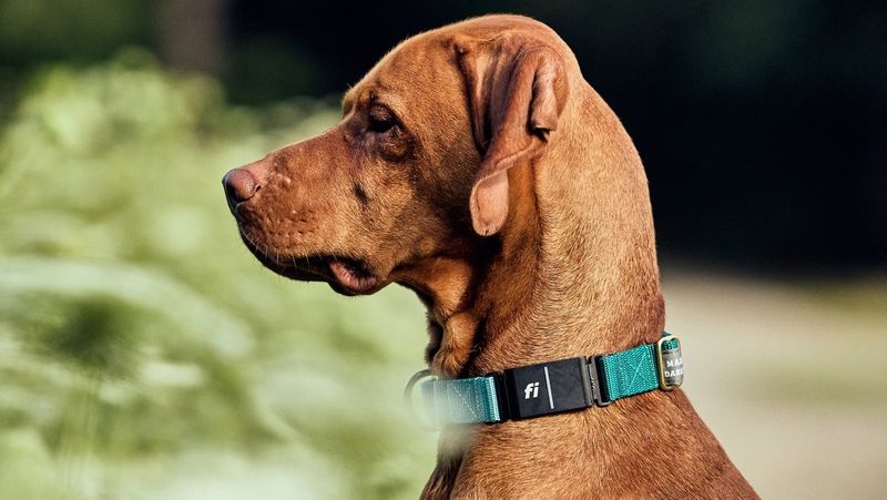 Fi Series 3 Smart GPS Dog Collar